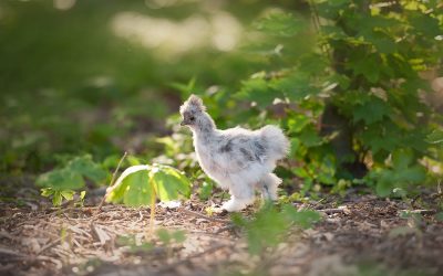 How to Create a Shallow Depth of Field in Photoshop