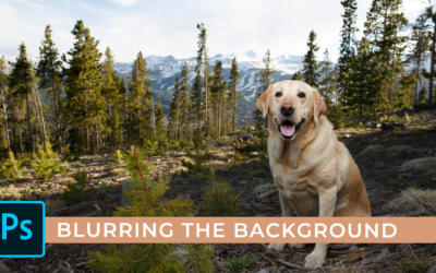 How to Blur the Background in Photoshop 2022 using Neural Filters